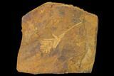Paleocene Fossil Plant (Parataxodium) - North Dakota #156270-1